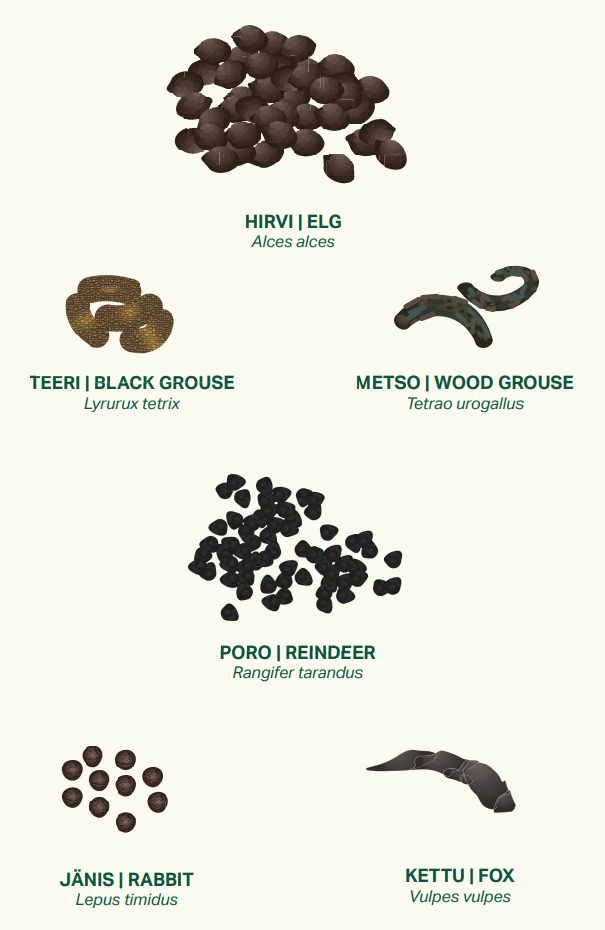 Animal droppings found in nature
