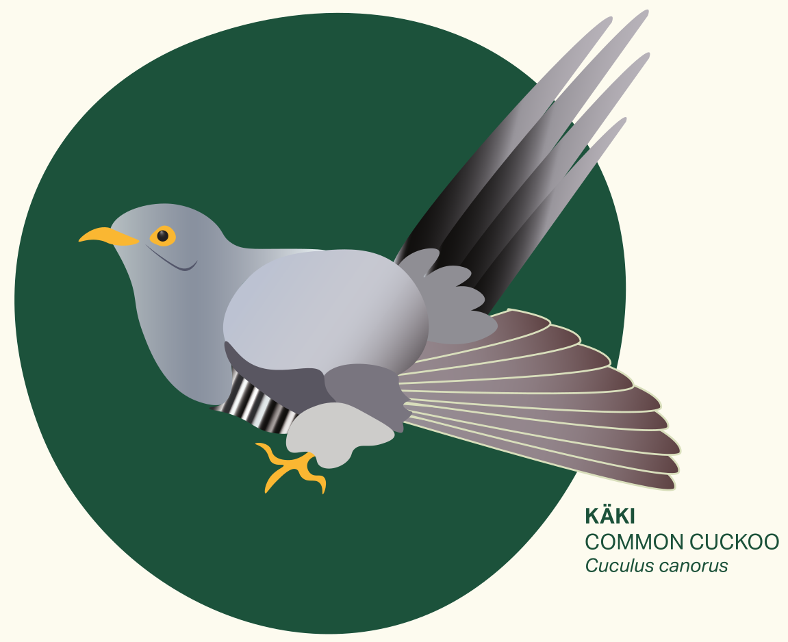 Image of a common cuckoo
