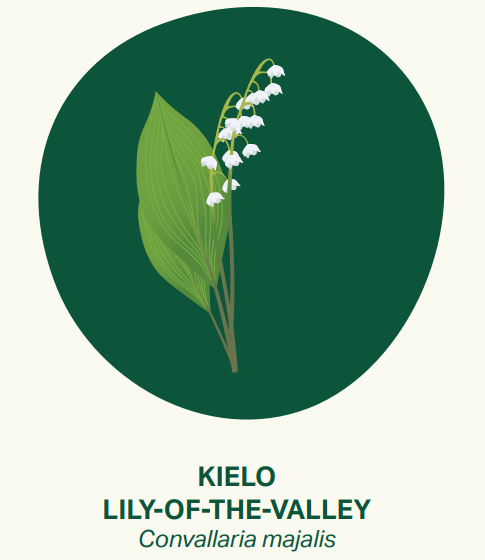 A picture of a lily of the valley