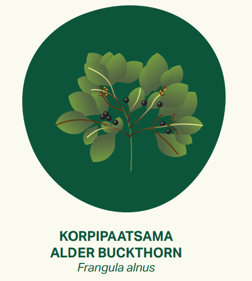 A picture of a alder buckthorn