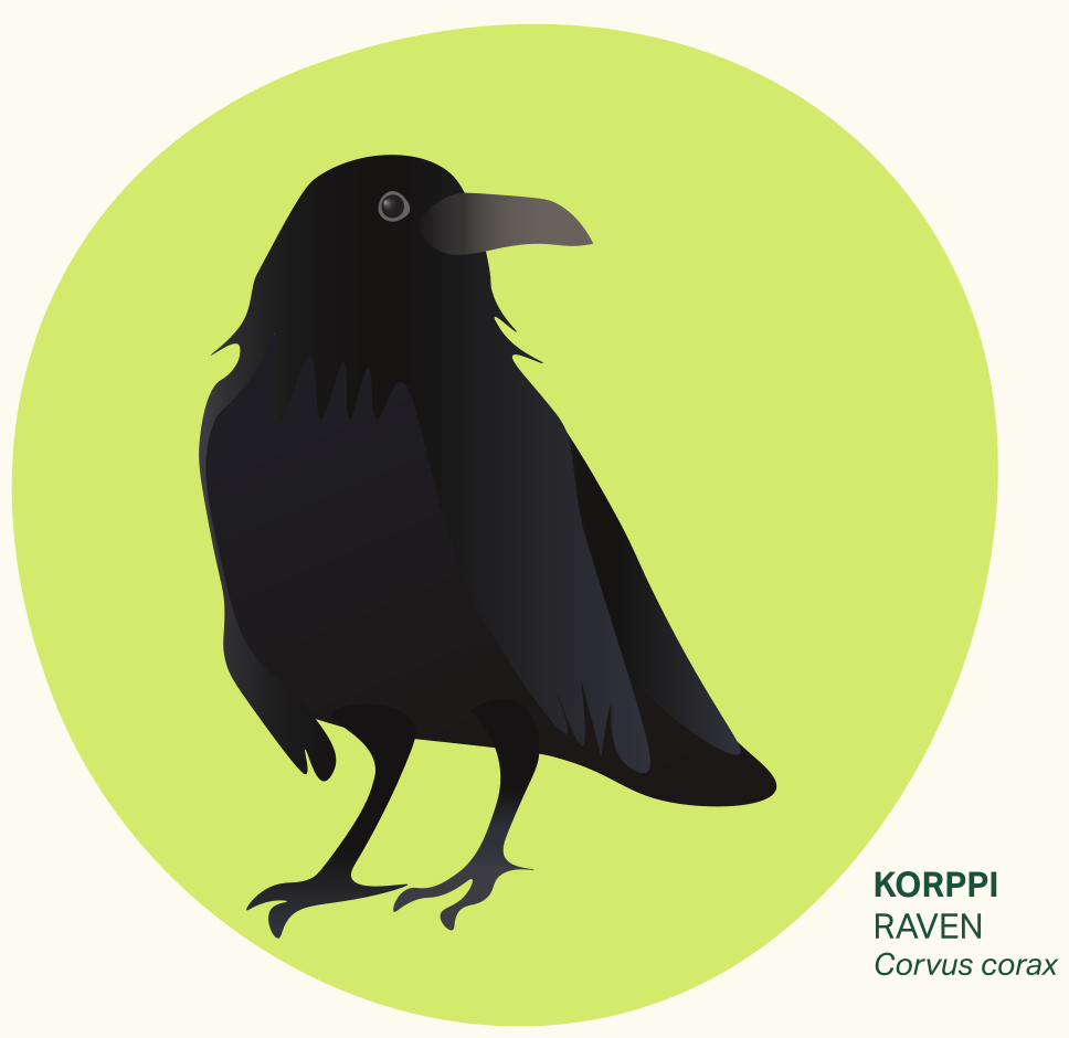 Image of a raven 
