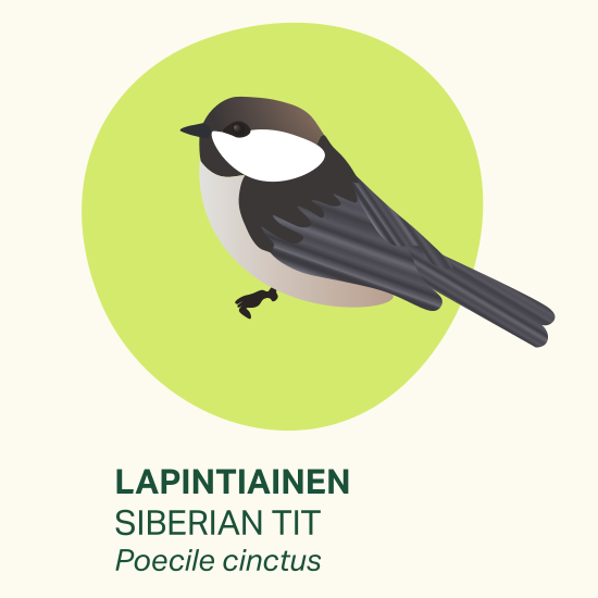 Image of a siberian tit