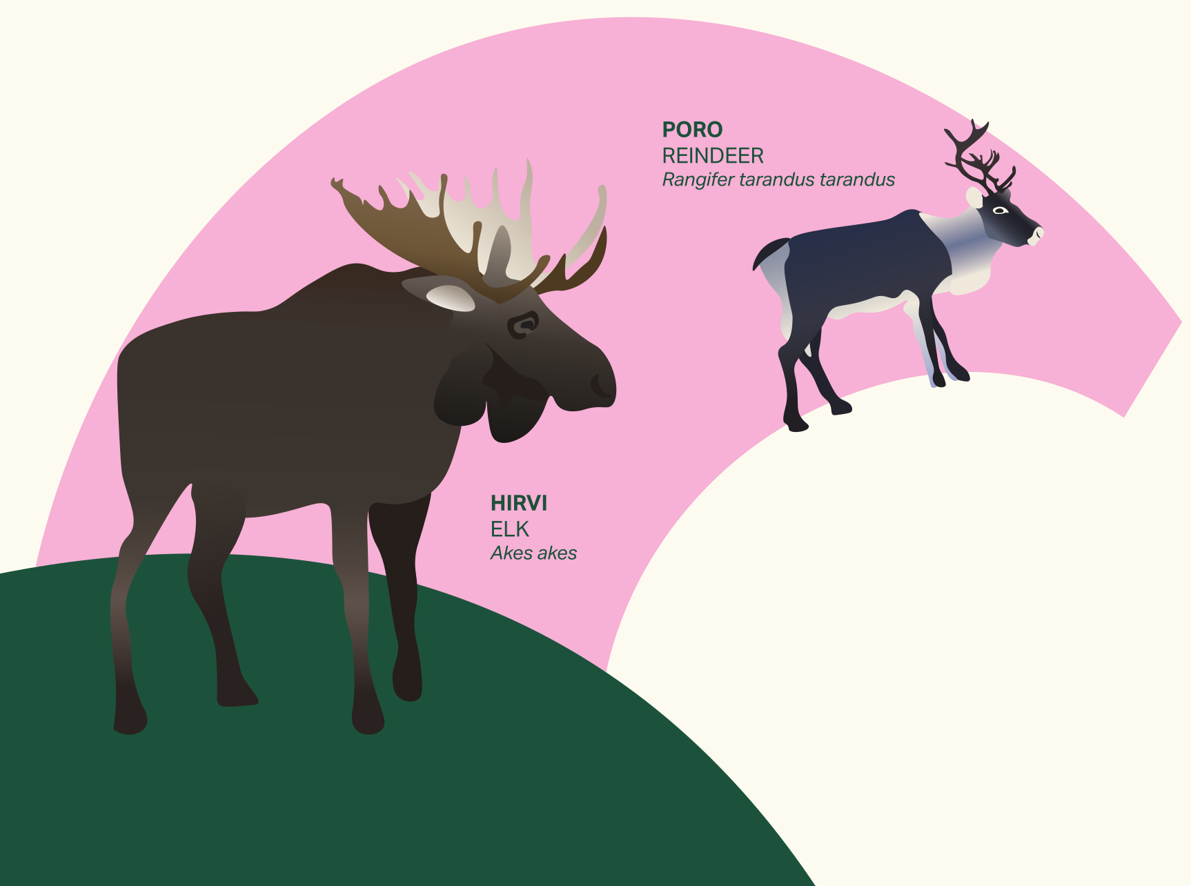 Image of an elk and a reindeer