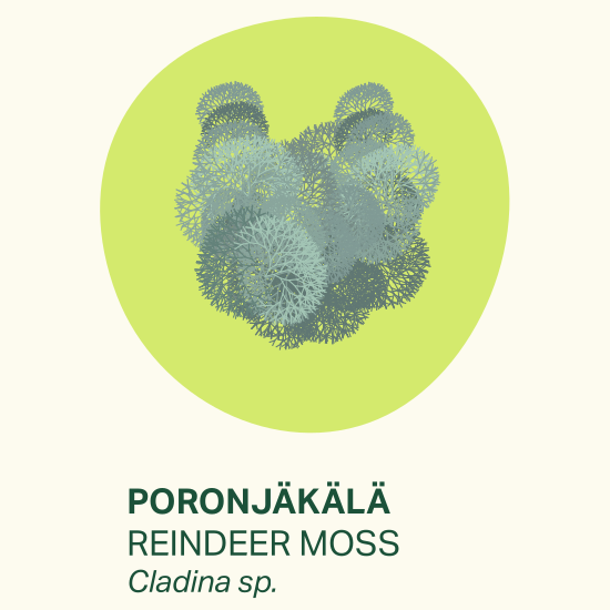 Image of reindeer moss