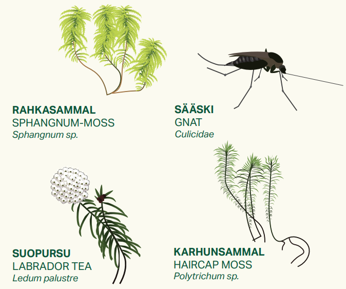 Organisms in mire habitats: sphangnum-moss, gnat, labrador tea and haircap moss