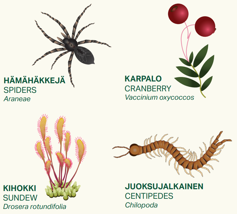 Organisms in mire habitats: spiders, cranberry, sundew and centipedes